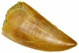 Serrated Raptor Tooth - Real Dinosaur Tooth #360992-1